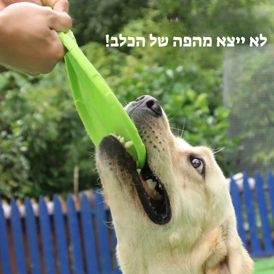 צלחת מעופפת לכלב